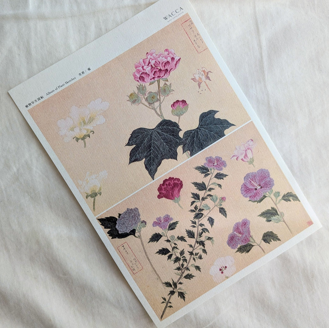 WACCA JAPAN / Illustrations from an Edo-period botanical encyclopedia Cotton rose & Rose of Sharon PS002